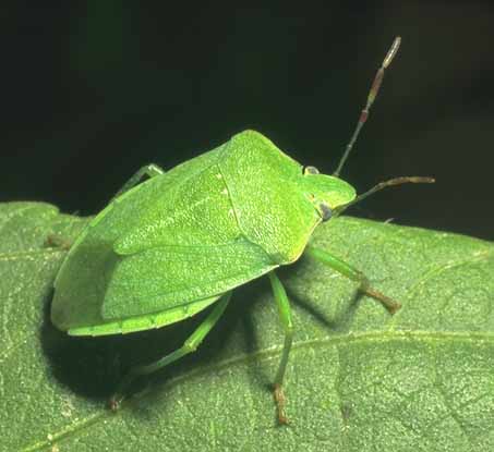 stinker bugs