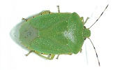 Green Stink Bug