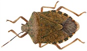 Brown Stink Bug