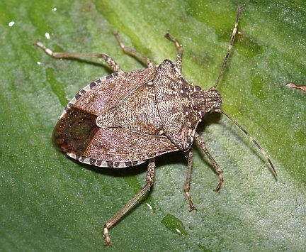 Brown Marmorated Stink Bug