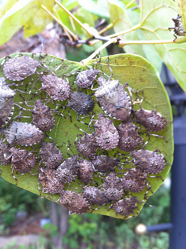 Stink Bug Infestation