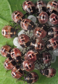 Stink Bug Nymphs