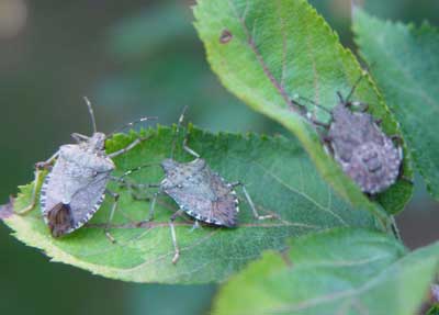 Stink Bugs